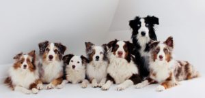 Die Therapiehunde von Kinderschutzengel e.V. besuchen regelmäßig Kinder in Krankenhäuser