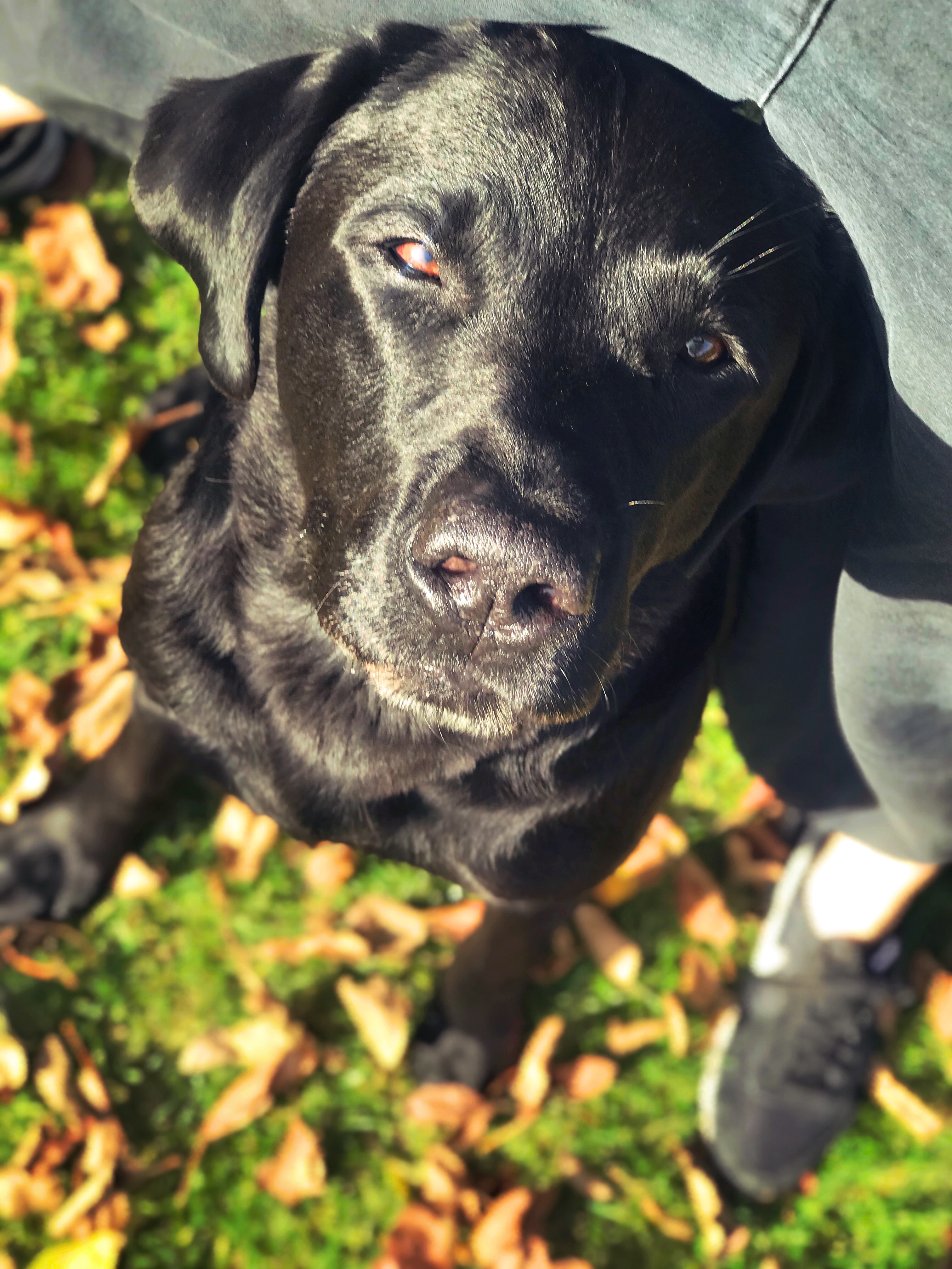 Herbst Hilfe mein Hund haart Balu From the Blog