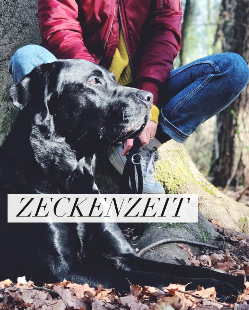 Zeckenzeit Schutz &amp; Behandlung für Hund und Mensch Balu From the Blog